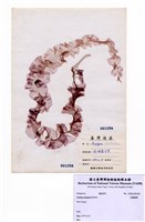 藏品(長葉紫菜)的圖片